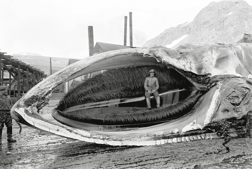 A man sits in the mouth of a blue whale.