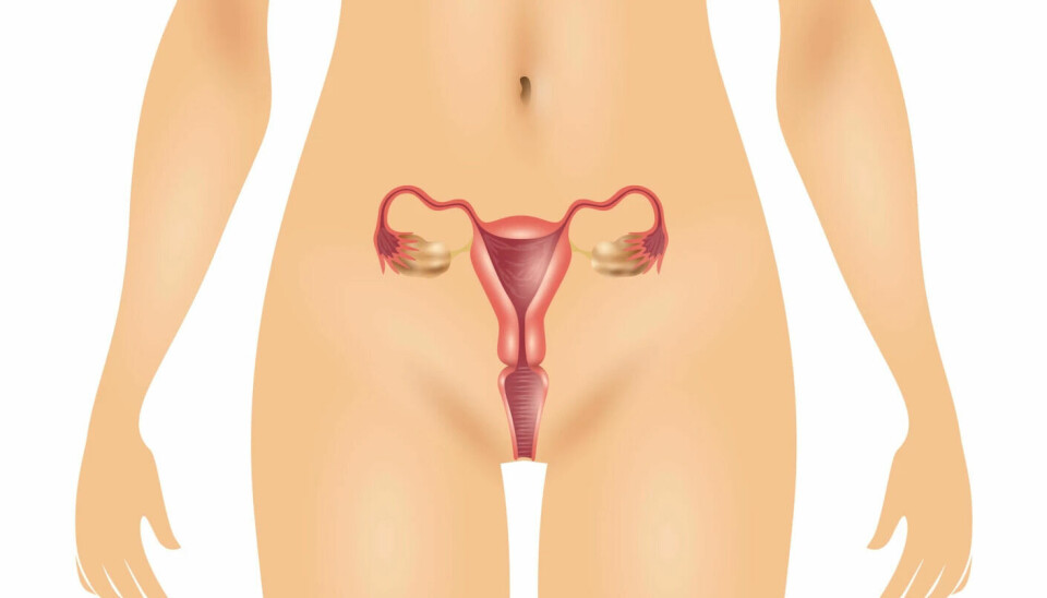 Here you see an illustration of a uterus.