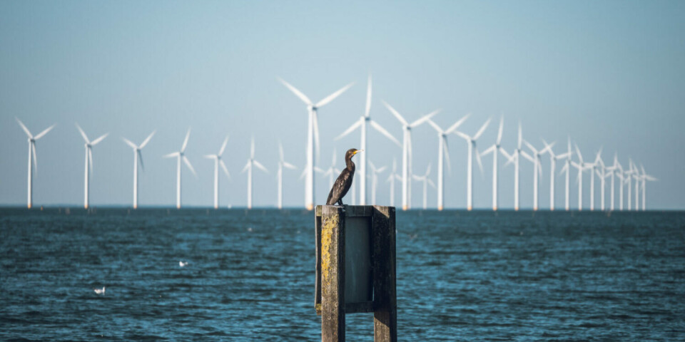 Provisional research results indicate that four out of five collisions between birds and wind turbines can be avoided.