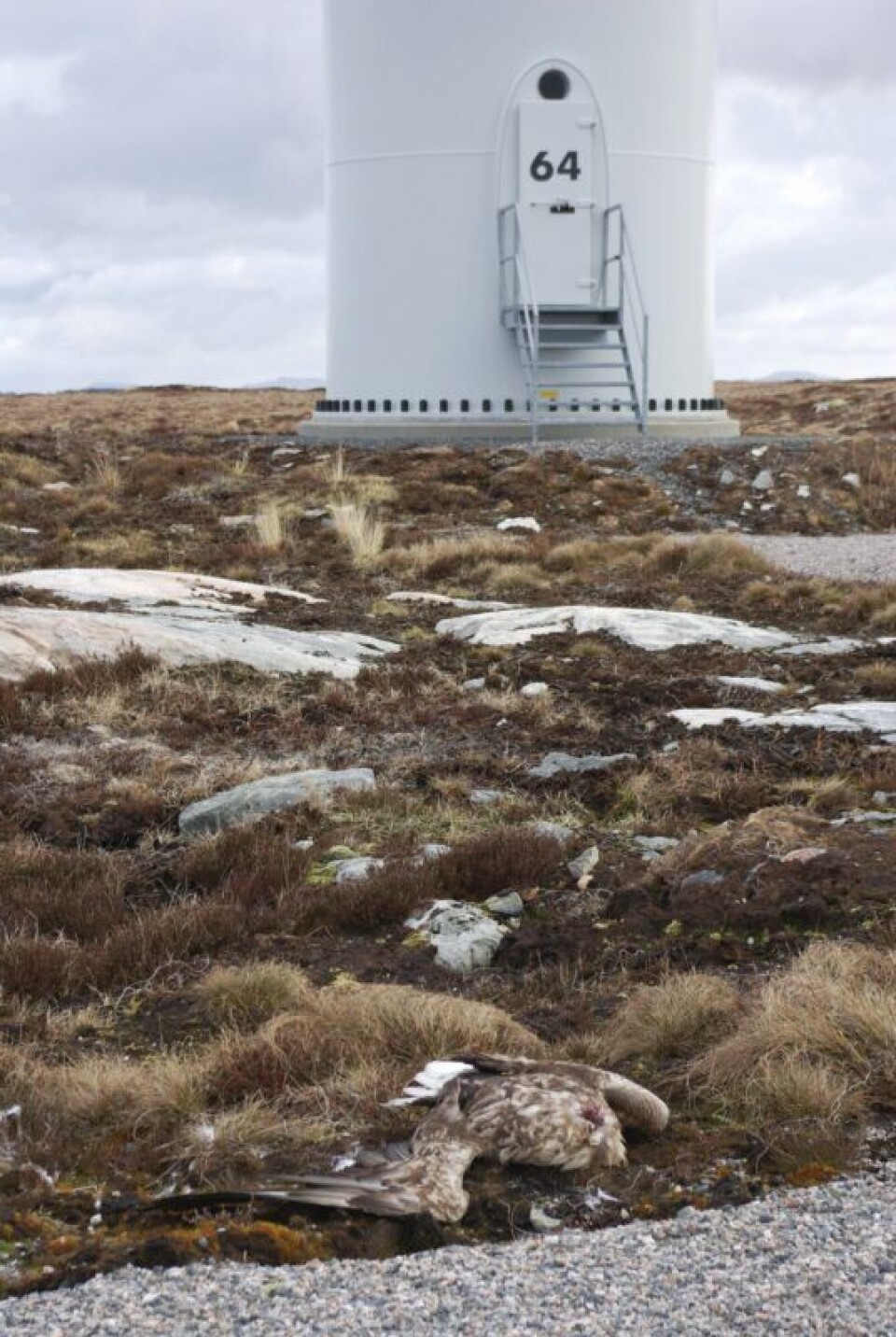 A white-tailed eagle killed after collision with a wind turbine.