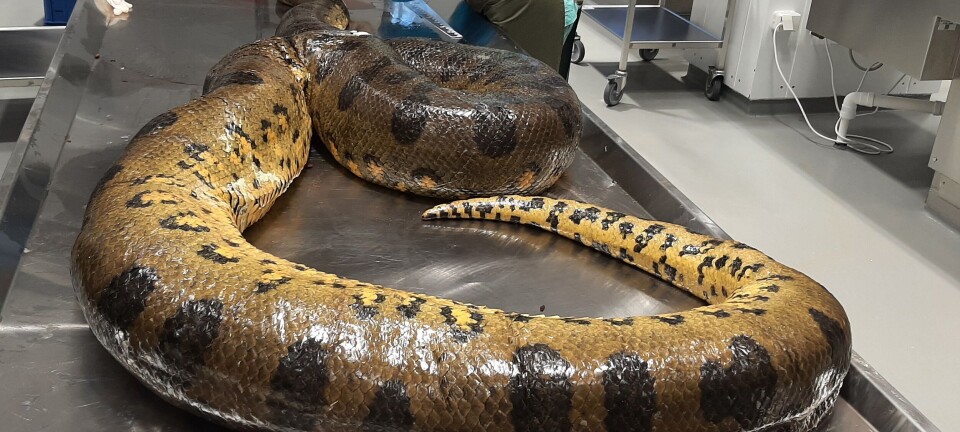 The sudden death of this anaconda in Norway led to an unusual necropsy