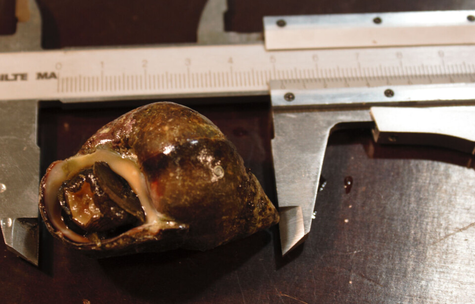 This giant female periwinkle is 51 millimetres long and weighs 34.2 grams. It was collected at Valset in Agdenes in Trøndelag.