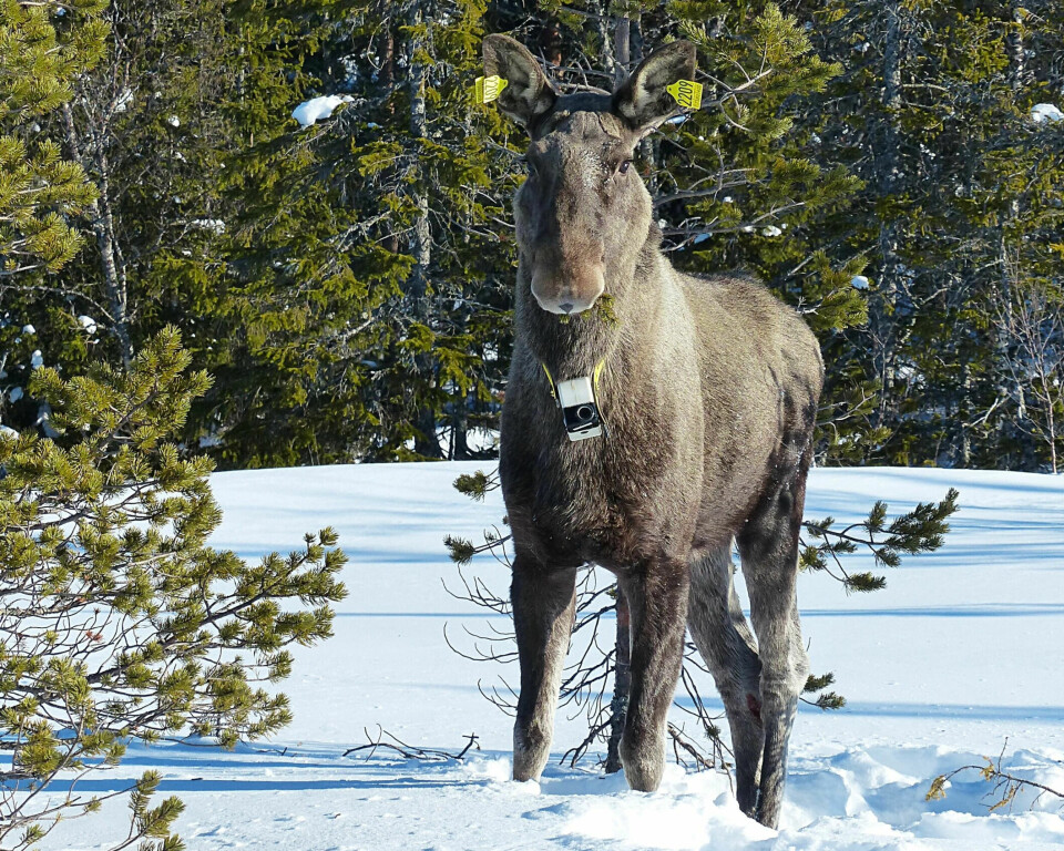 The video camera that the female moose had around her neck clearly showed what she was doing.