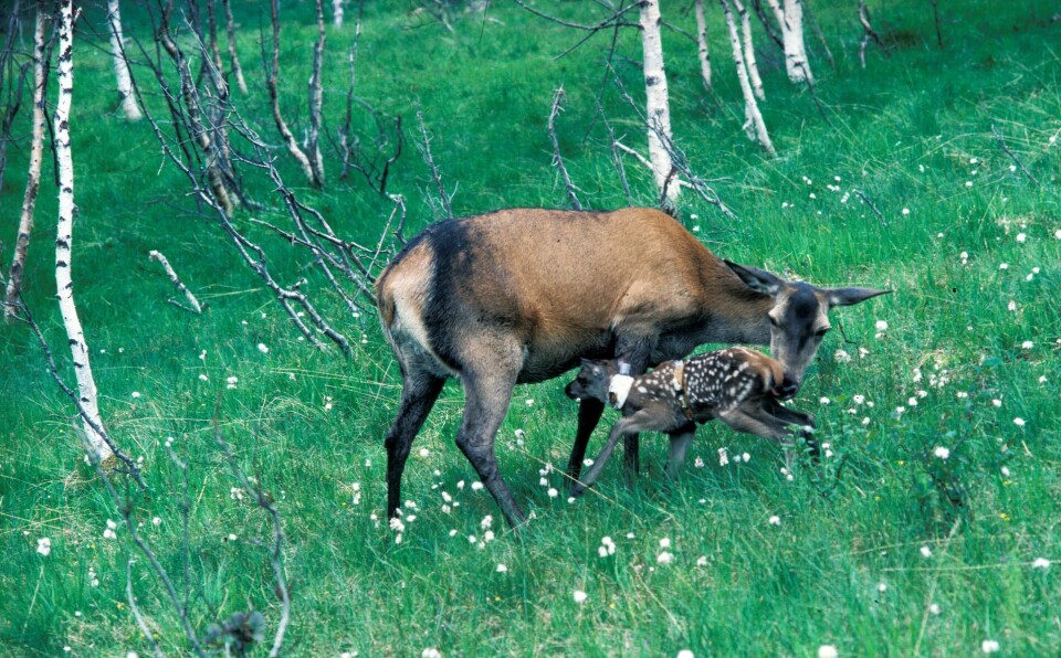 Female deer with calf at Songli research farm. Kolle med kalv på Songli forsøksgård.
