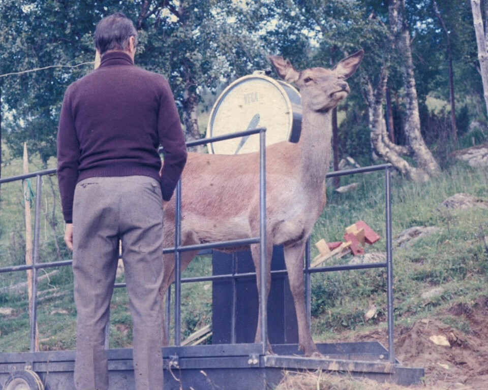 Historical photo of weighing a deer at Songli research farm. The dominant female in the herd was the first on the scale. As a reward, she received a handful of oats. Veiing av hjort på 70-tallet. Den dominante hunnen i flokken var første på vekta. Som belønning fikk hun en neve havre.