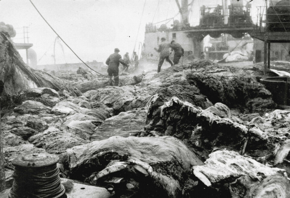 Workers make their way through a landscape of whale flesh.
