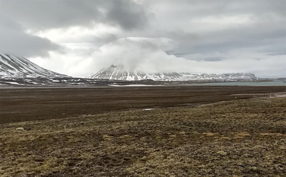 Tundra near the Ny-Ålesund village in the summer of 2019 with the Zeppelin Observatory in the background (left hand side, engulfed in clouds). The tundra is potentially a major source of bioaerosols in the Arctic. Tundra nær Ny-Ålesund sommeren 2019. Zeppelin-observatoriet ligger på fjellsiden i bakgrunnen til venstre (skjult av skyer). Tundraen er potensielt en viktig kilde til bioaerosoler i Arktis.