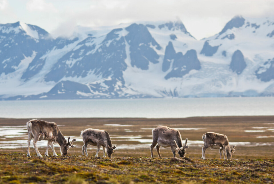 Among their many adaptions, the Svalbard reindeer have developed the ability to digest moss instead of lichen.