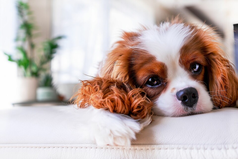 About Cavalier King Charles Spaniel Breed