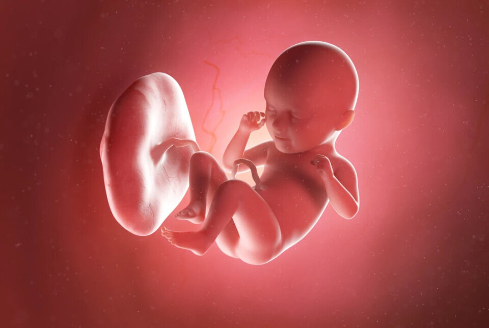 The placenta is an organ which grows in the womb alongside the foetus, which is attached to it by the umbilical cord. An image of a foetus inside a placenta, showing the umbilical cord.