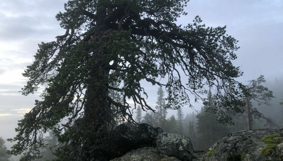 What would the forest be like if we weren't around?