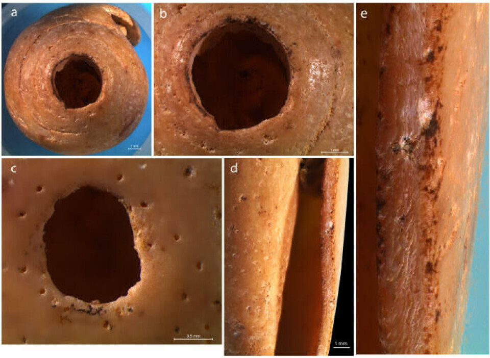 Shells from Blombos showing natural holes that may have been used as personal ornaments by early modern humans 100,000 years ago.