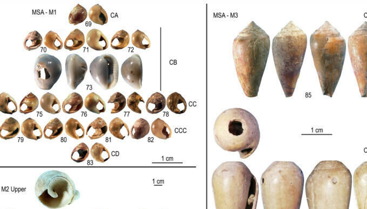 Our ancestors collected eye-catching shells 100,000 years ago. Could ...