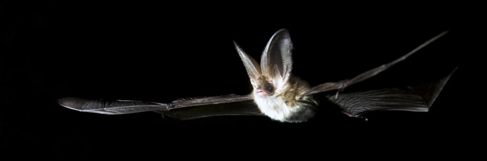 A brown long-eared bat is easily recognisable when it hovers, due to its large ears.