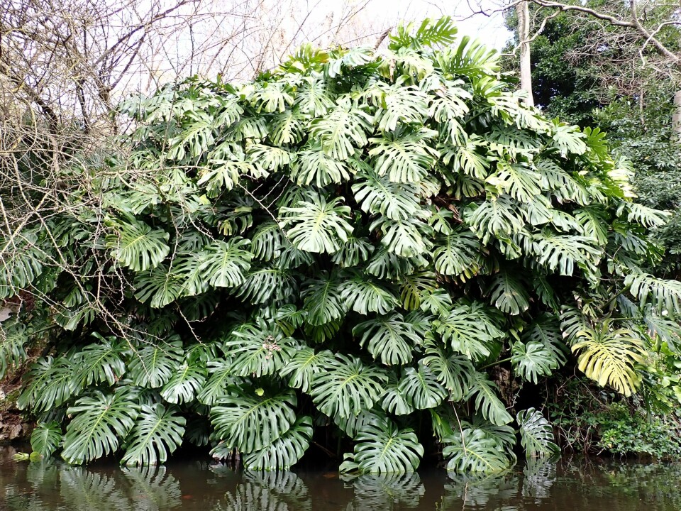 In nature, a monstera can become huge.