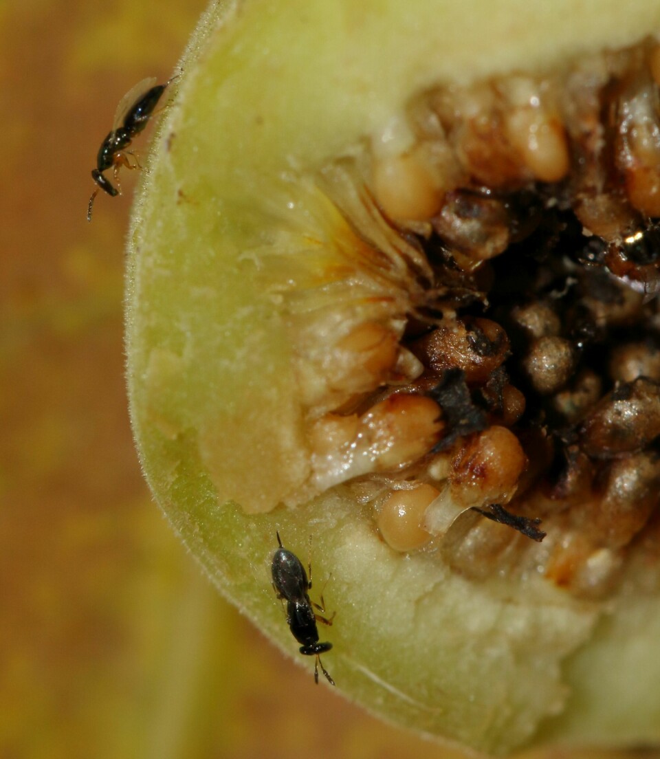 Two fig wasps on the fig.