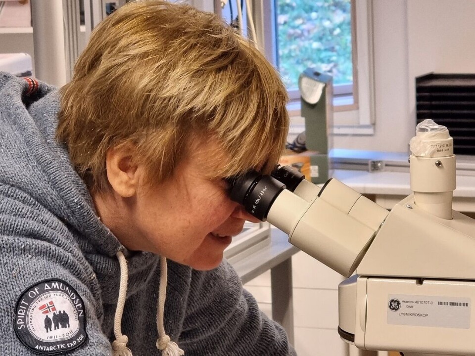 Professor Erika Eiser at NTNU’s Department of Physics.