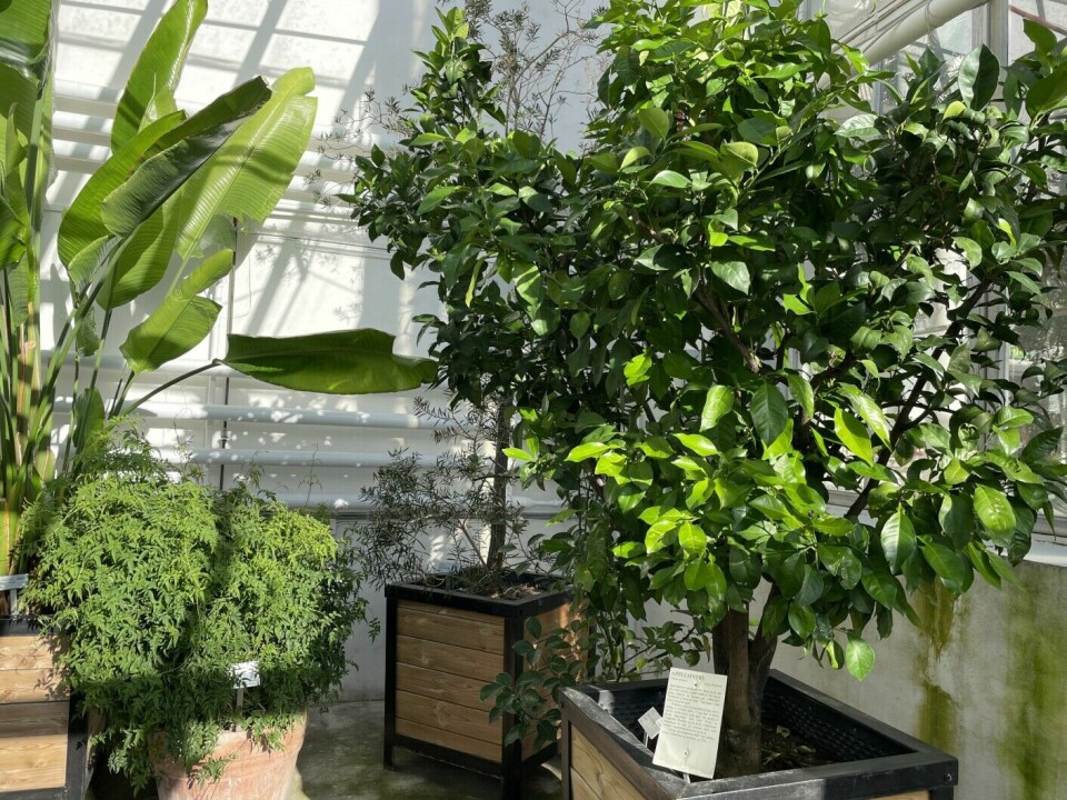 Here we see some of the plants that live in the Palm House. Right at the front is an orange tree.