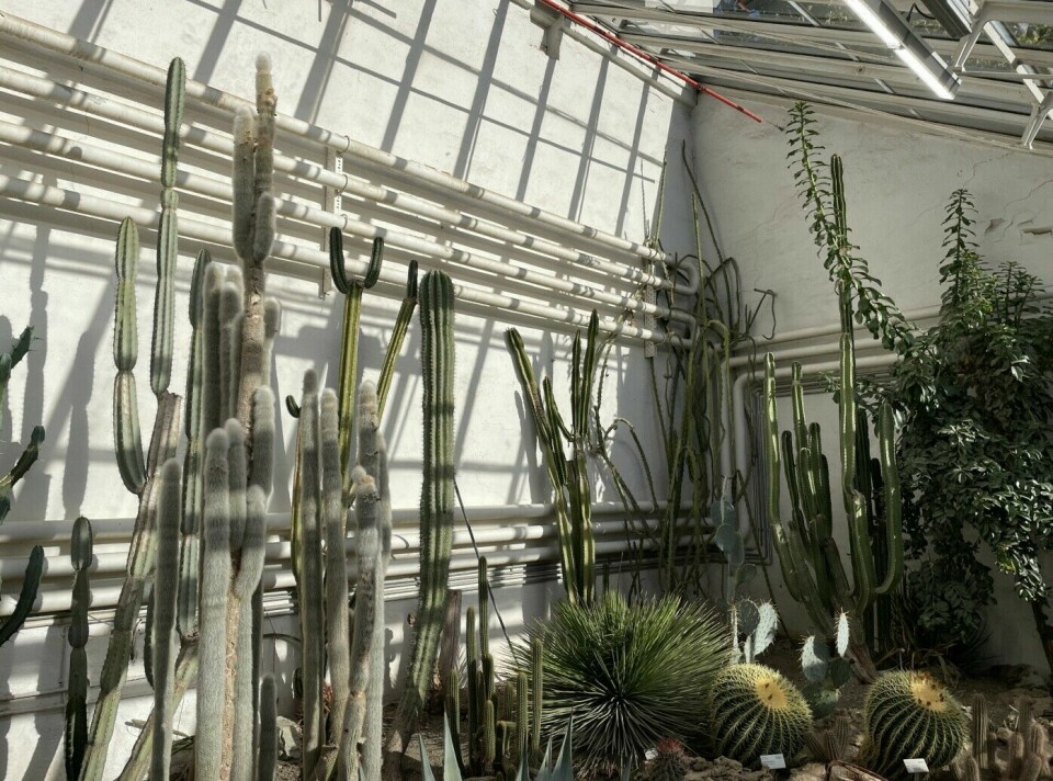 Large cacti dominate the desert room.