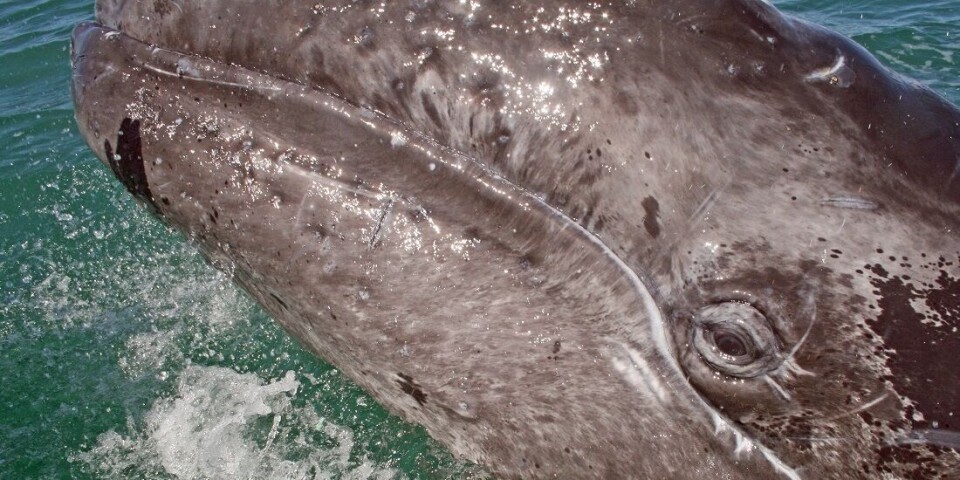 Grey whales were formerly widespread along the coasts of Europe. This species has been eradicated, but may come back.