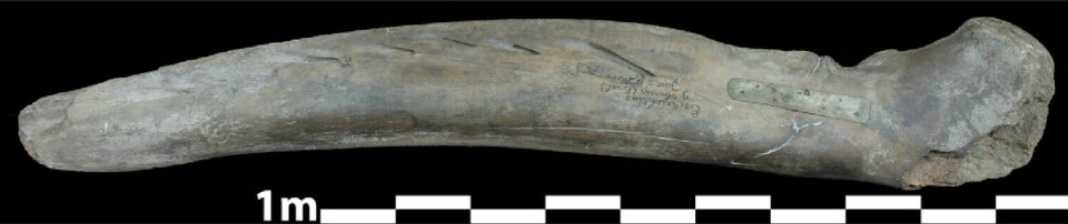 A whale jawbone.