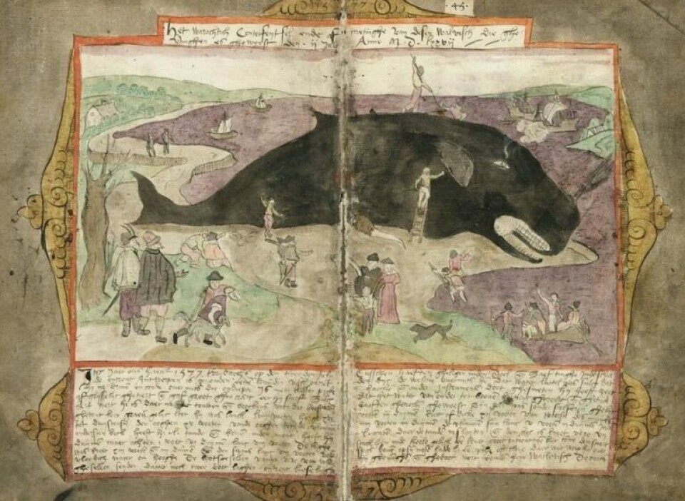 Whalers have captured a sperm whale.