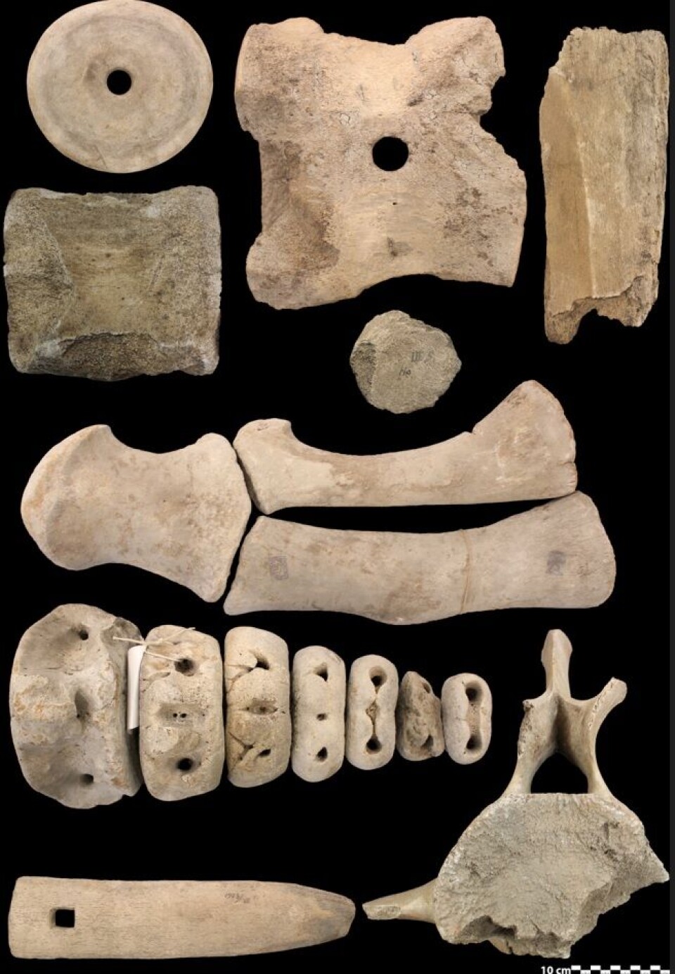 Many of the whale bones have been sourced from Dutch collections.