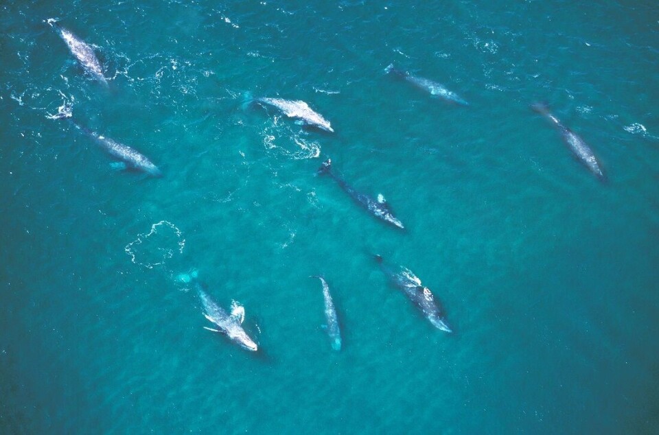 Fortunately, the grey whale thrived in the Pacific Ocean, where whaling was not as widespread.