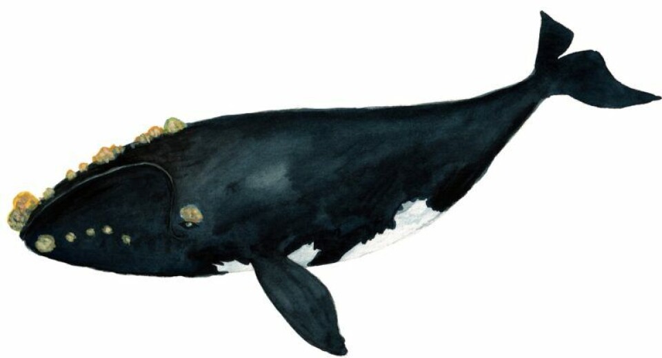 The North Atlantic right whale used to be common, but today there are probably fewer than 350 left, none of them in Europe. The numbers are declining.