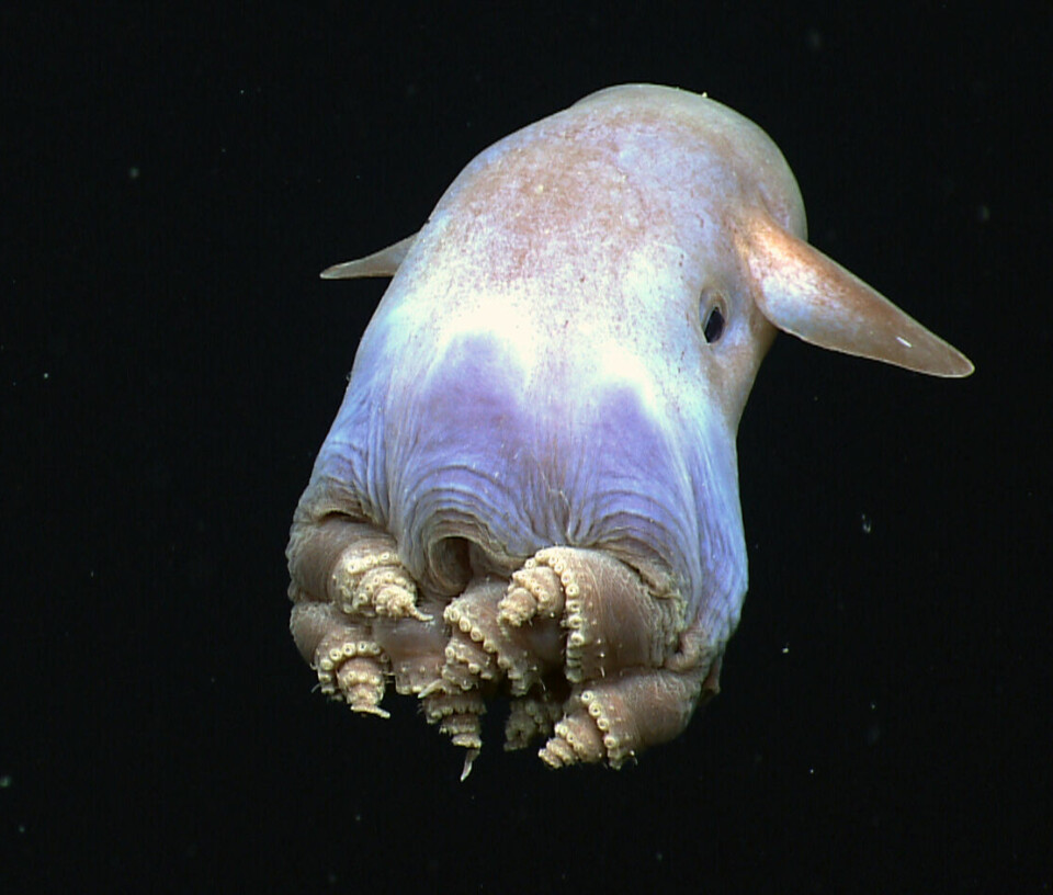 The dumbo octopus is one of the inhabitants of the Norwegian deep sea.