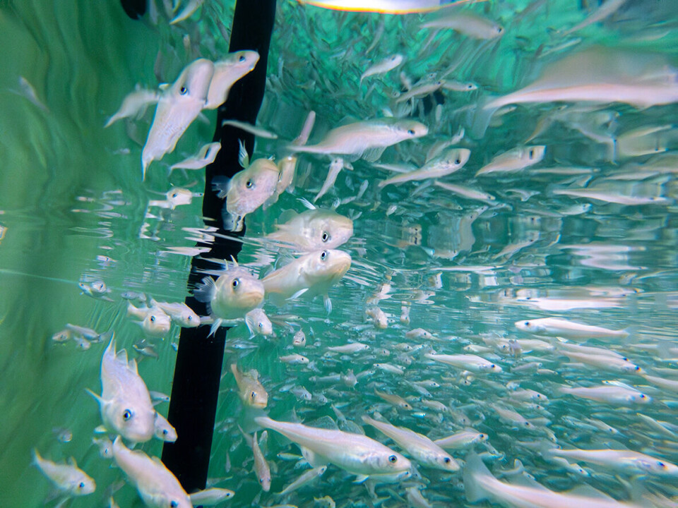 Cod prefer temperatures between 8 and 13 degrees Celsius. Warmer oceans can challenge the health of farmed cod.