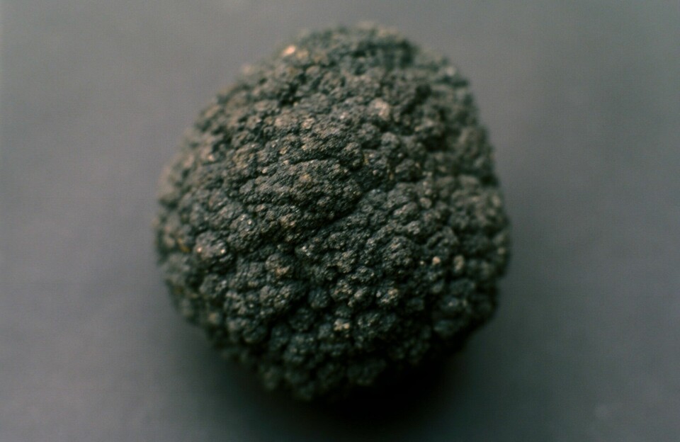 An example of a lump of valuable metals that has been brought up from the seabed – a so-called manganese nodule. This one came from the Pacific Ocean and is around 20 centimetres across.