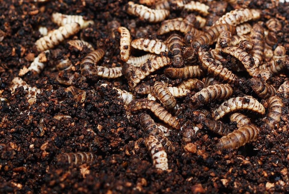 The chickens that got to eat living larvae pecked less at each other.