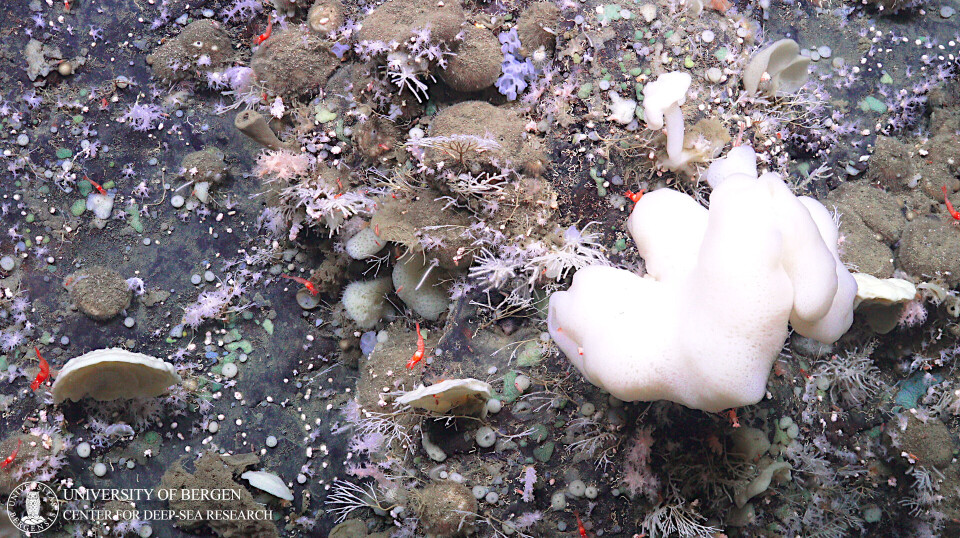 Sponge grounds on manganese crust, 2,000 metres below sea level on the Knipovich Ridge. Svampegrunn på manganskorpe, 2000 meter under havet på Knipovichryggen.