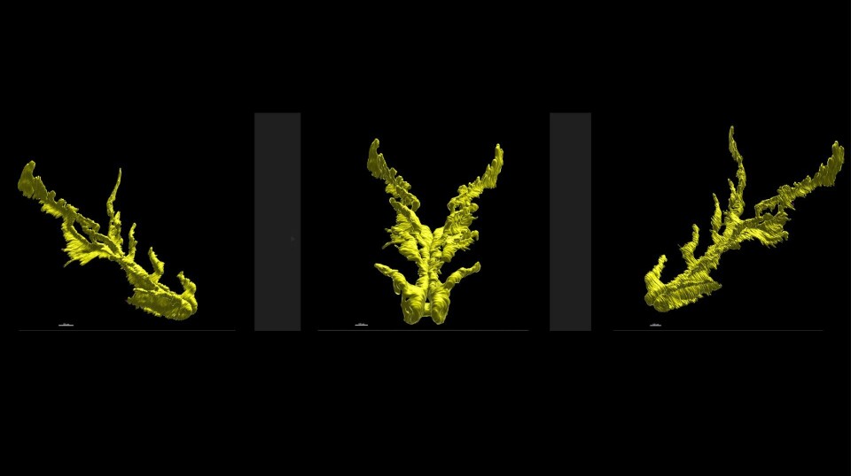 A three-dimensional model of the newly discovered organ (NELO) in fish.