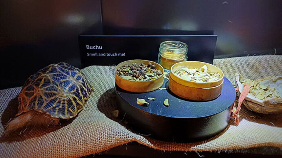 The San people rubbed themselves with powder from the buchu plant for protection from the 'angry water'. Buchu was also used as a medicinal plant.