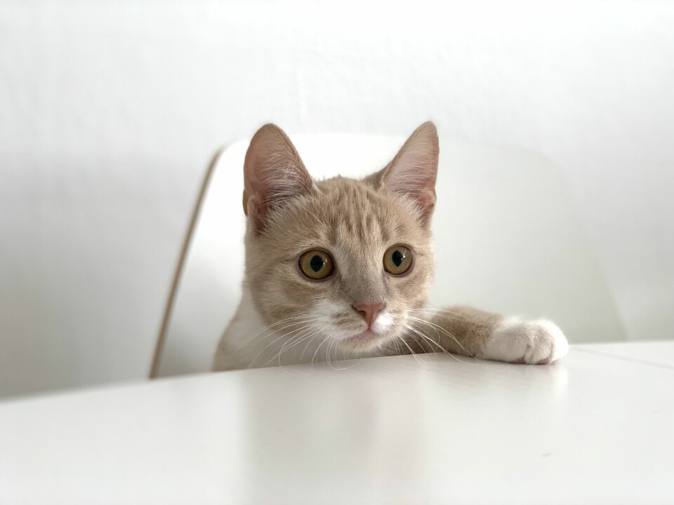 En kattunge som stikker hodet opp fra en stol og har labben på bordet.