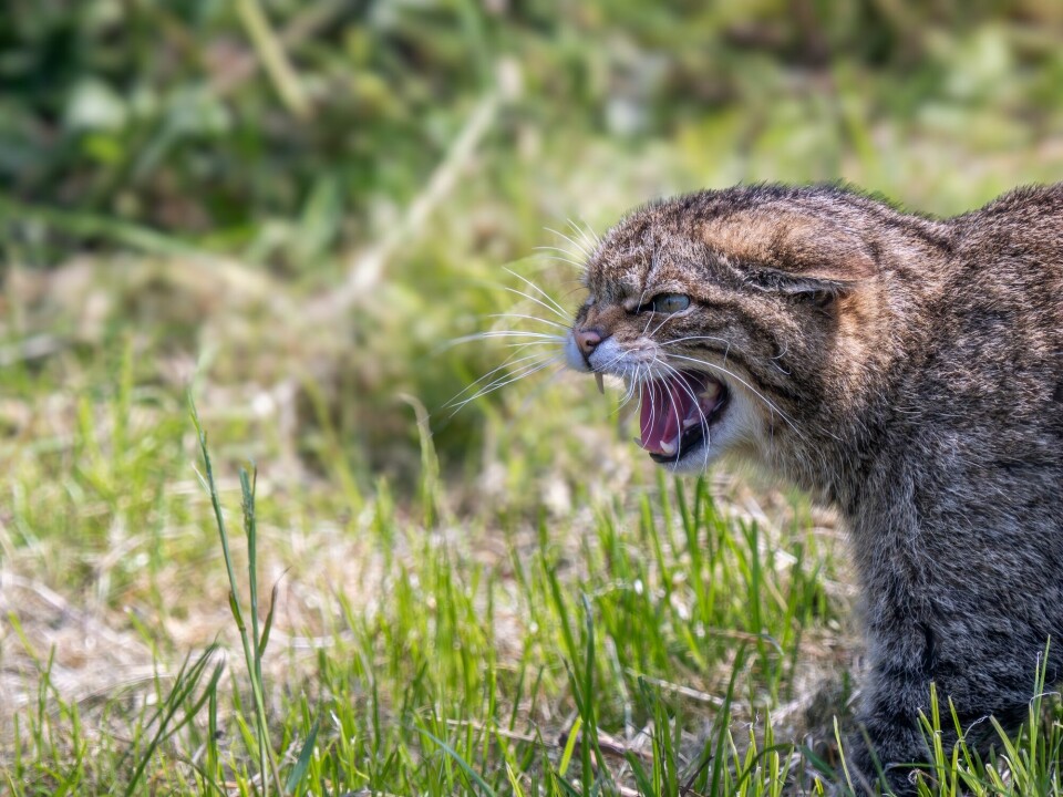 The wildcat has larger canine teeth than domestic cats.