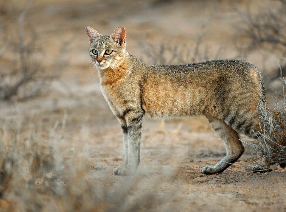 Here is a photo of the African wildcat. Do you see any resemblance?