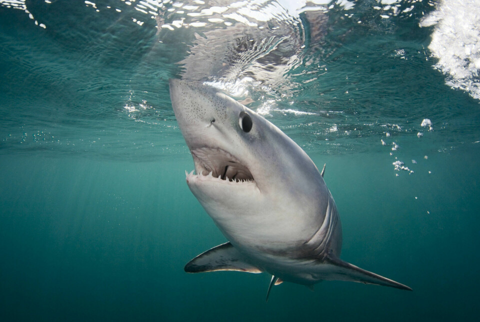 The largest porbeagle sharks can weigh more than 200 kilograms and be over 3 metres long. They resemble their close relative the great white shark.