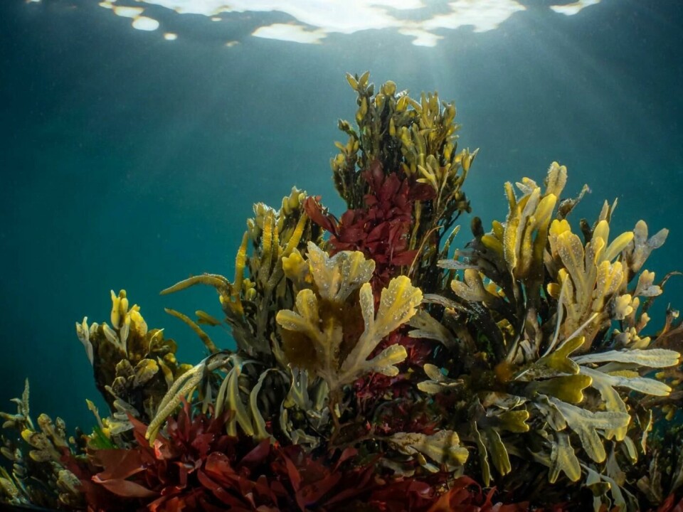 Here we see serrated wack (F. serratus), rockweed (F. distichus), and bladderwrack (F. vesiculosus) all in the same spot.