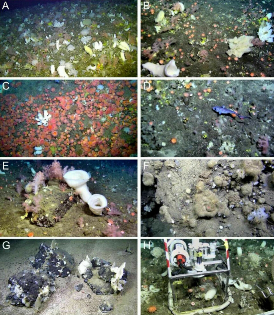 Examples of sponge-dominated communities found on the Schulz bank seamount.