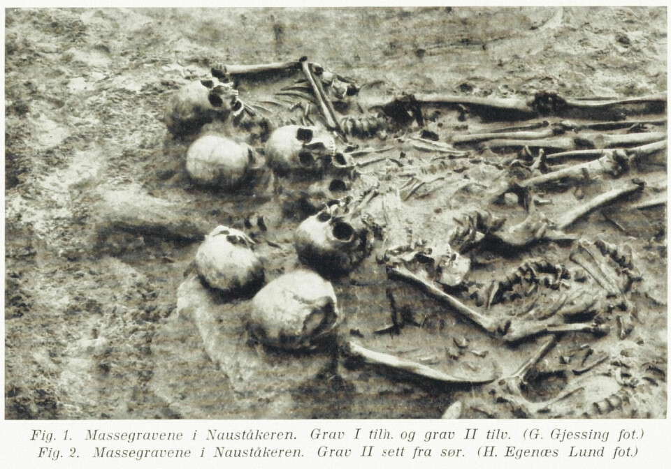 In one of the mass graves by the sea, it seems that the dead were laid randomly on top of each other. Did this happen at the end of an epidemic? Had the number of dead become unmanageable? Did perhaps all the inhabitants of Træna die?