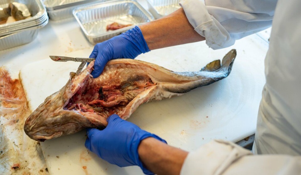 Researchers are monitoring the extent of anisakis in Norwegian wild fish.