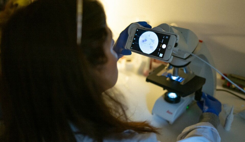 In the microscope, the researchers could see that the mushy tusk fillet was infected with Kudoa – later confirmed by a DNA test.