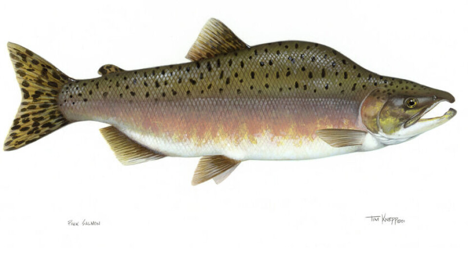 Pacific salmon.