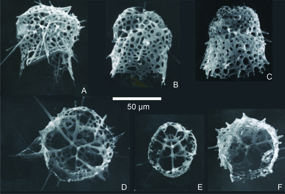 Picture of 6 different types of Amphimelissa setosa, a type of radiolarians.