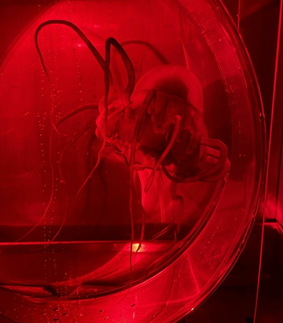 The helmet jellyfish in one of the experimental tanks. The jellyfish is illuminated by red light, as these creatures are sensitive to white light.