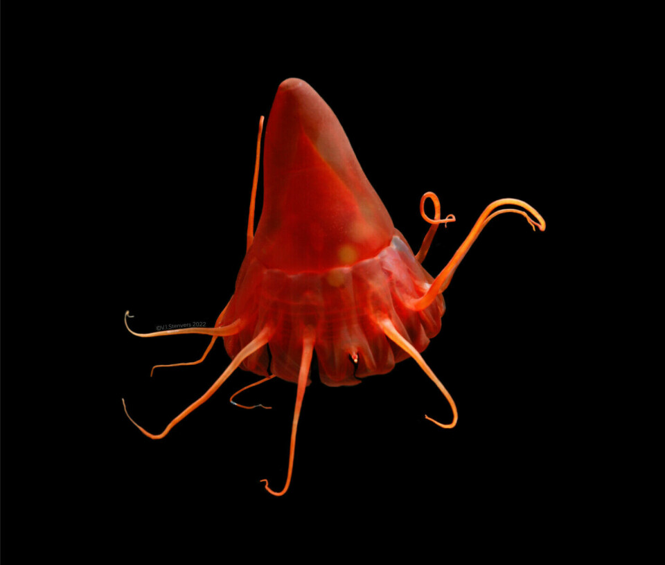 The helmet jellyfish (Periphylla periphylla).