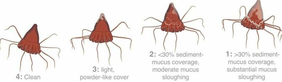 The image shows the degrees of mucus covering the jellyfish.